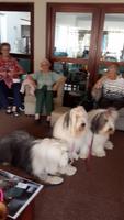 The Joy Dogs visit to Deansgate Retirement Village