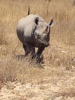 Imire Rhino and wild life conservancy, Harare Workshop September 2022