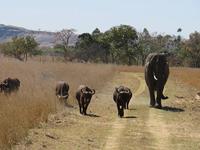 Imire Rhino and wild life conservancy, Harare Workshop September 2022